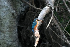 Killikus&reg; Fotographie